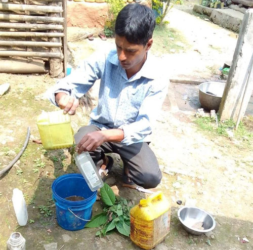 Herbal preparation for controlling leaf curl
 - Photo